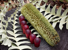 Load image into Gallery viewer, Banksia
