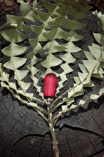 Load image into Gallery viewer, Banksia
